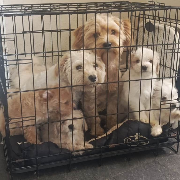 5 Beautiful maltese puppies ready to leave based in southend 