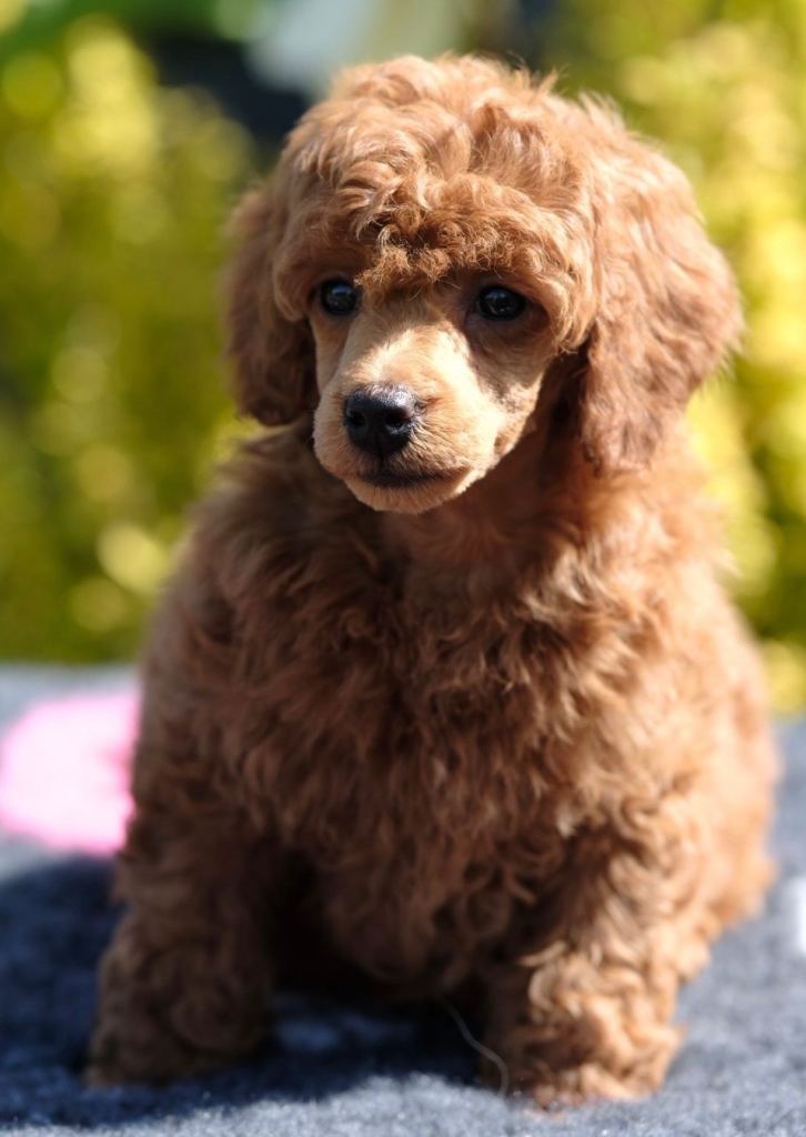 Miniature Poodles