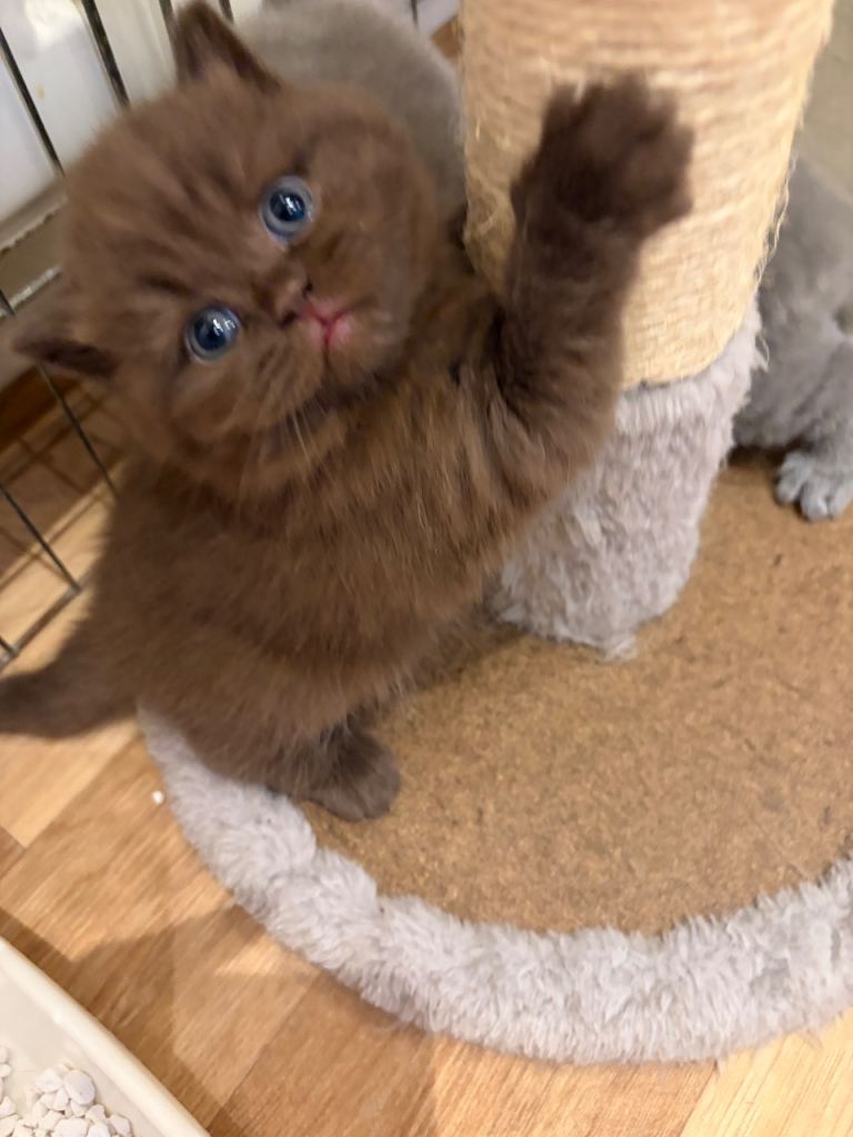 Chocolate Male GCCF Pure Pedigree British Shorthair - Top Quality