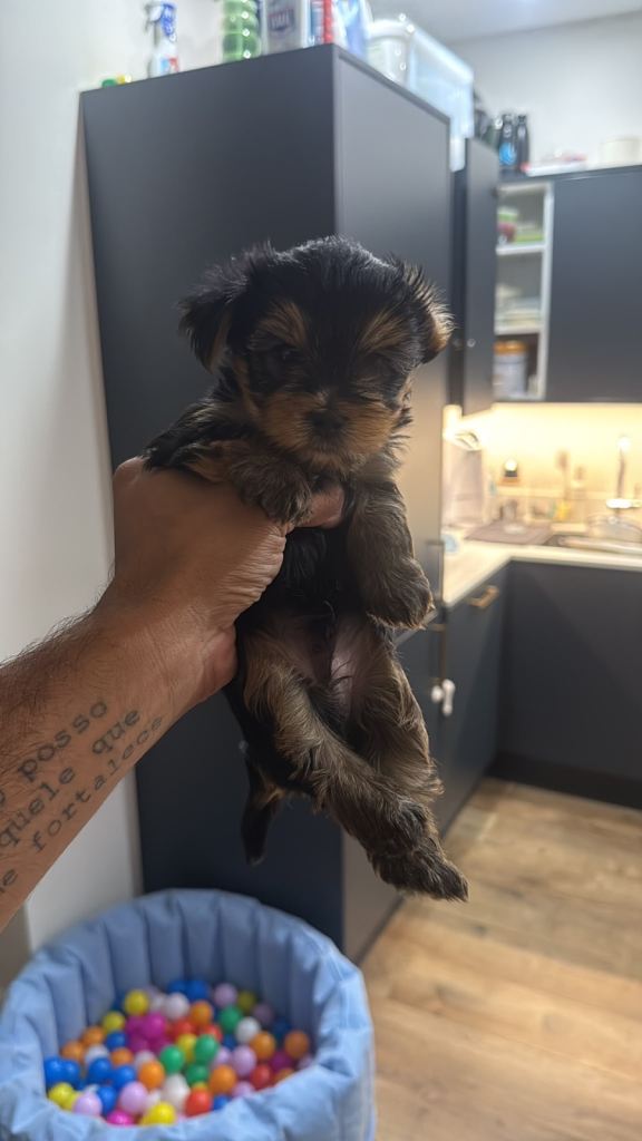 Beautiful Yorkshire Terrier Puppies – Ready for Loving Homes - 3 Boys & 1 Girl Available