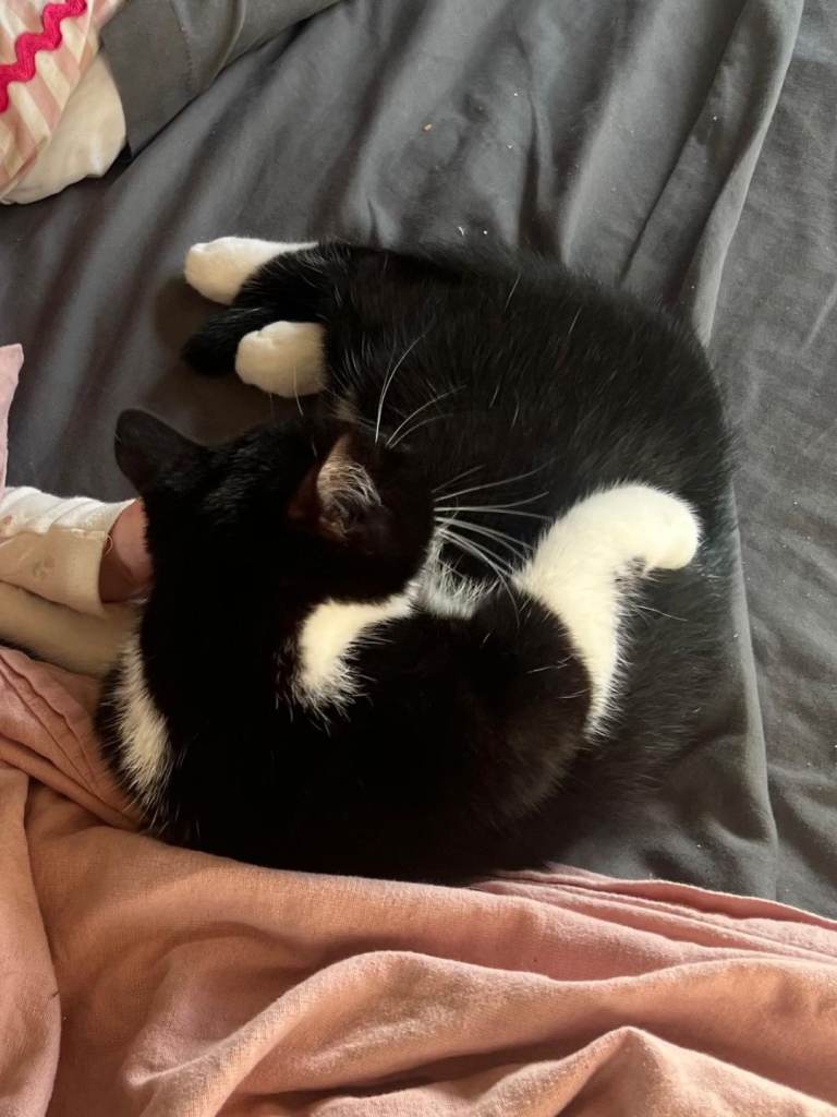 5 month kitten looking for new home