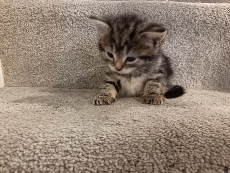Kittens for sale