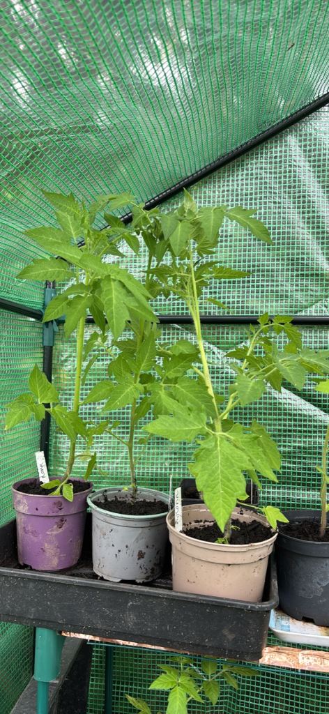 Tomato plants 