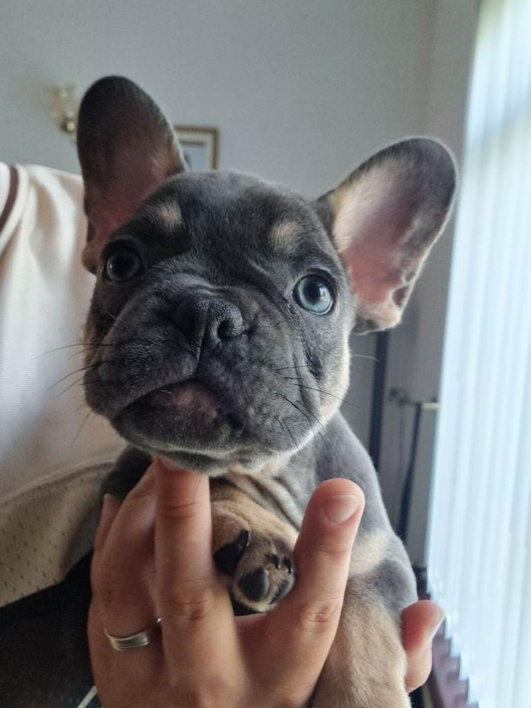 French Bulldog Puppies