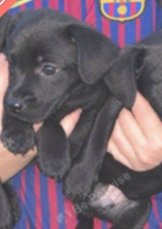 jack russel Puppy