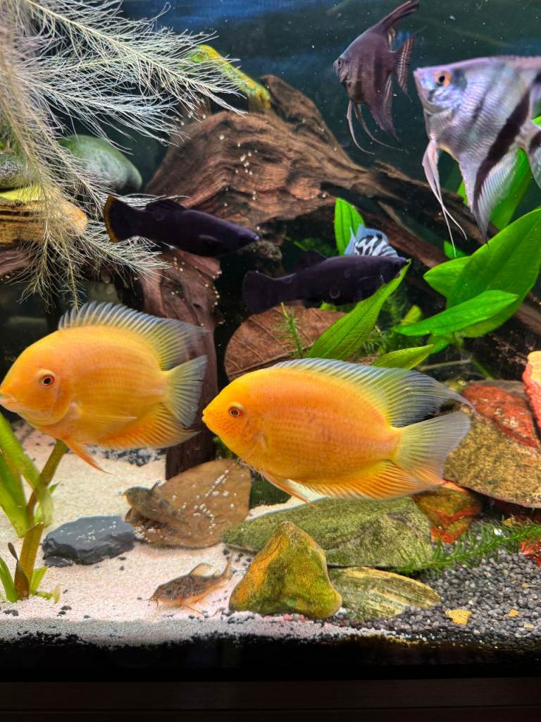 GOLDEN SEVERUM CICHLIDS - PAIR