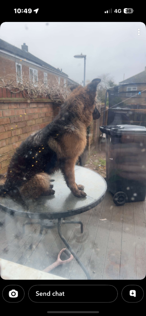 German shepherd 9 months old