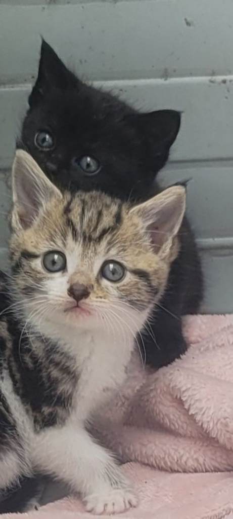 3 Kittens Left Ready now 