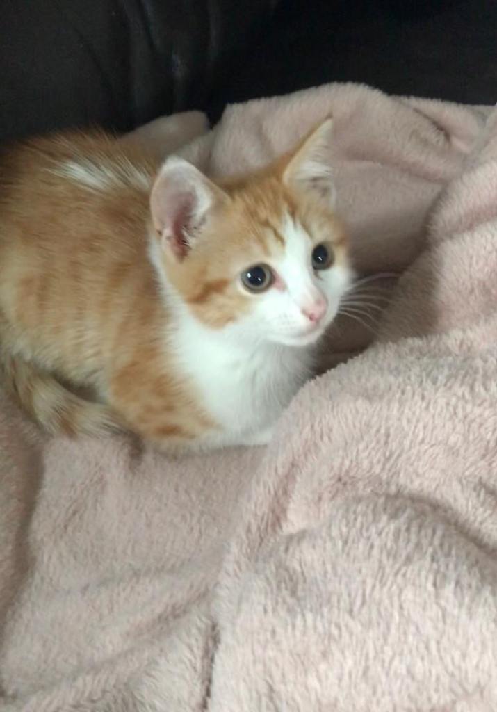 Beautiful Ginger and White Half Maine Coon Kitten Available 