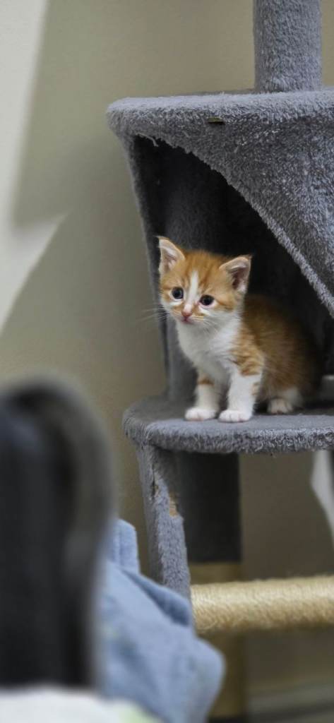 2 Beautiful Male kittens tabby x Mainecoon 