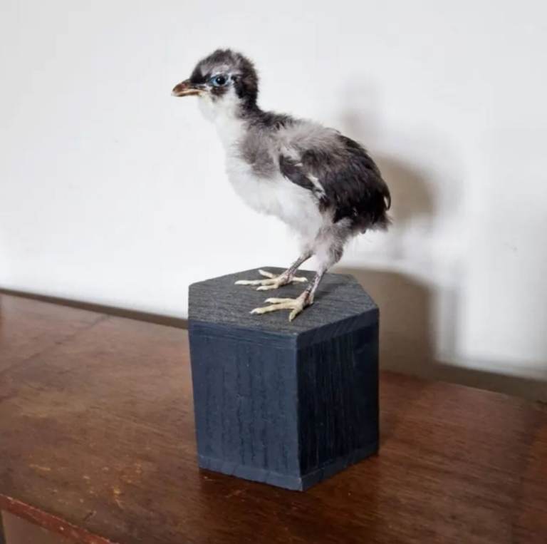 Bantam chick bird taxidermy 