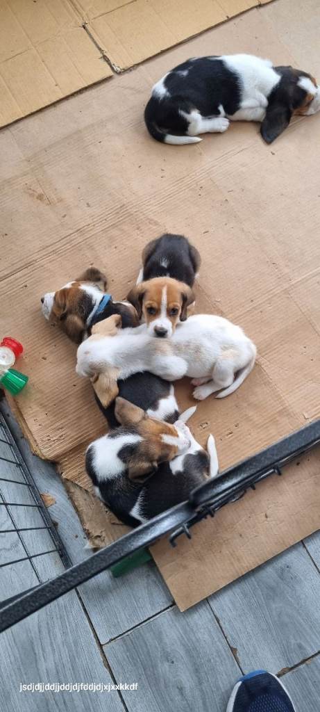 Basset Hound Pups