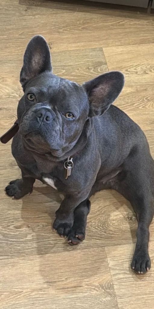 1 year old frenchie