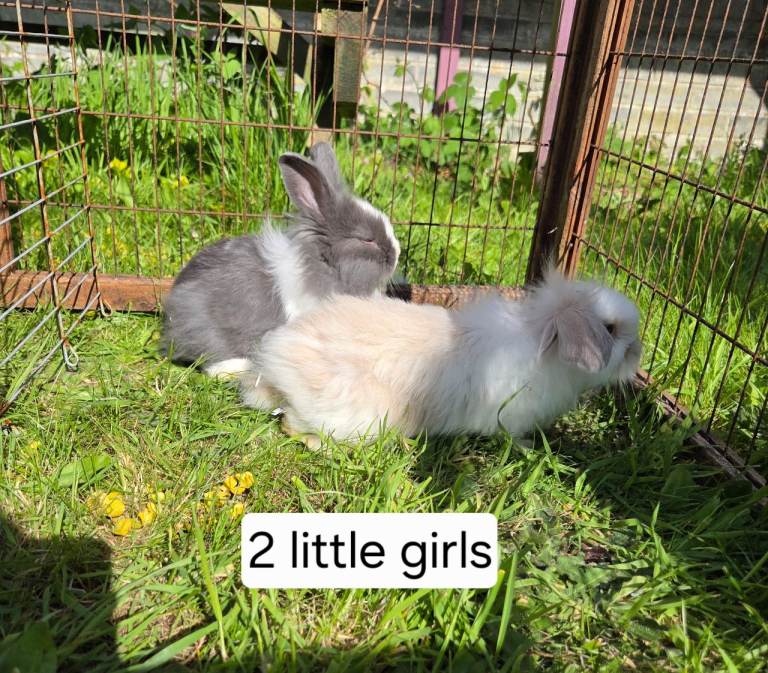 2 lionlop girls for sale