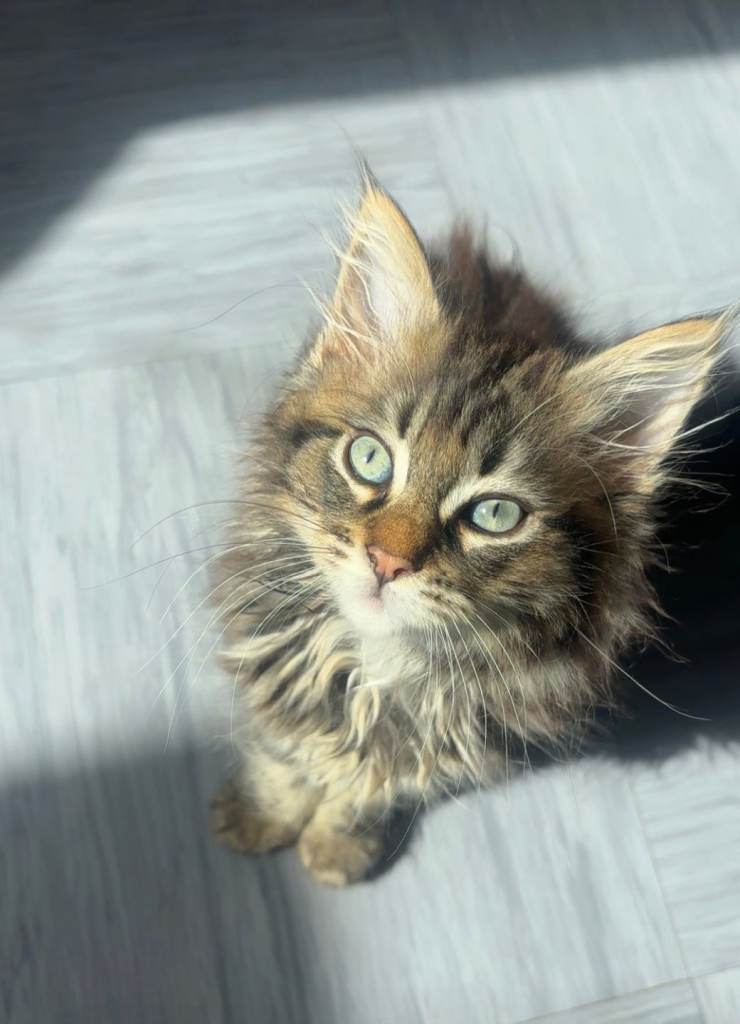 Cute kittens (prices vary) URGENT