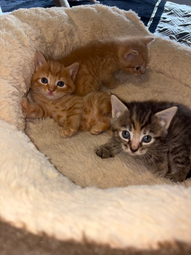 Beautiful litter of kittens ready 23rd December 