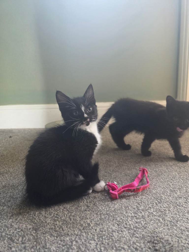 Kitten for sale 