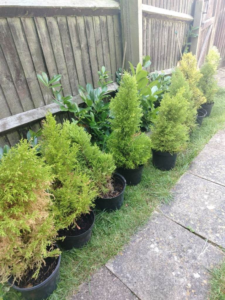 8 x fir conifers well establish vibrant green