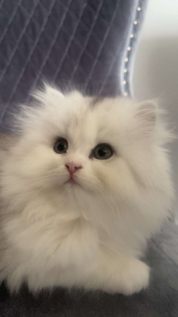 Persian kittens 
