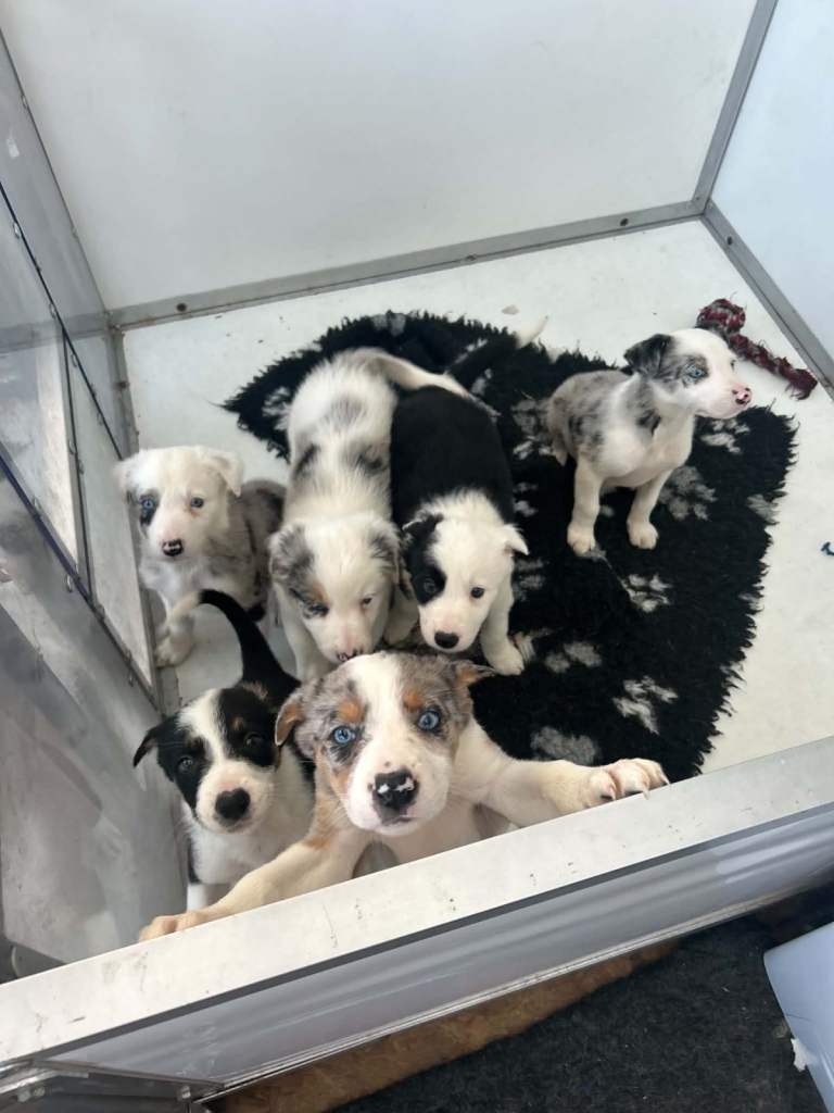 Blue merle collie pups