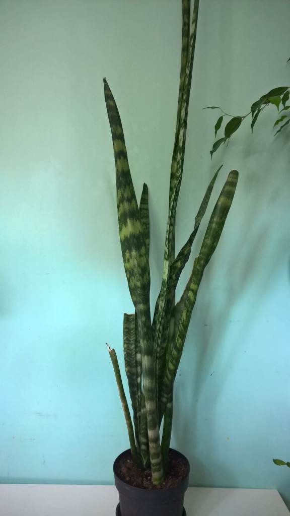 image for Big Sansevieria Trifasciata (Snake Plant) Mother-in-law's tongue plant,