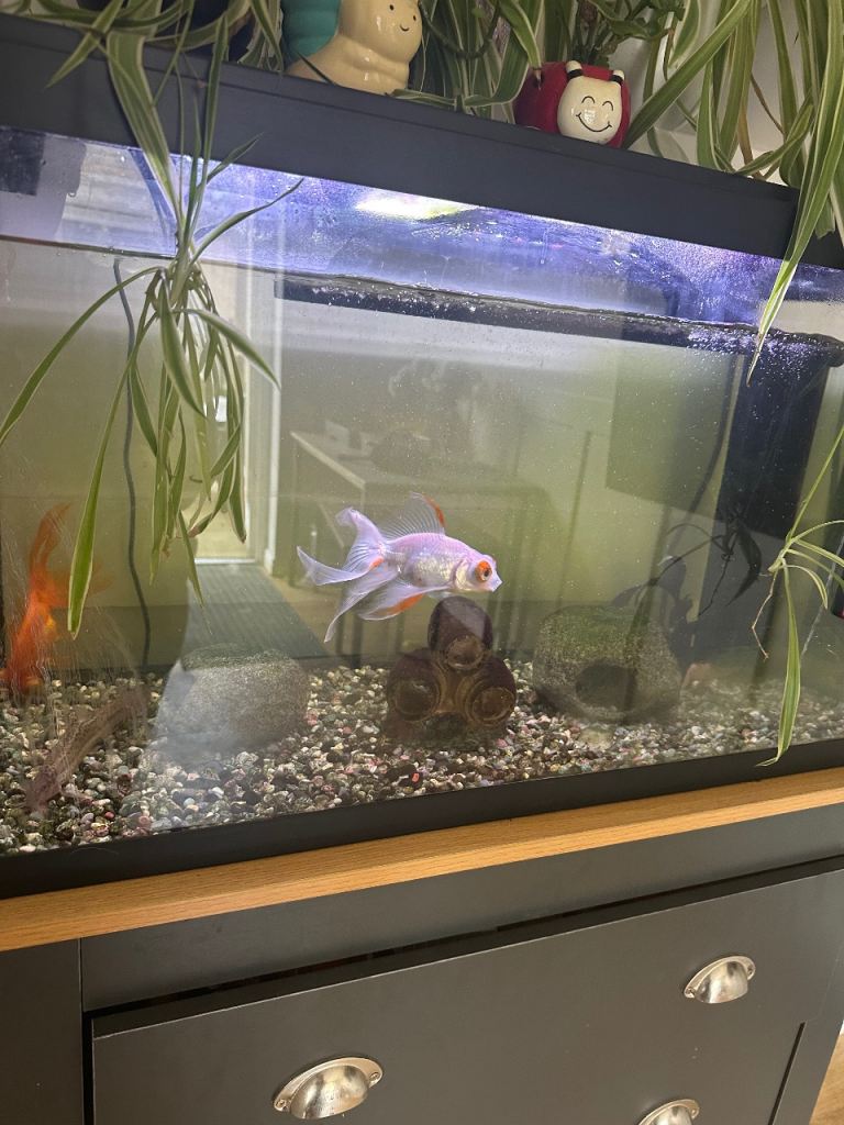 Fish tank, pump/filter and fish 