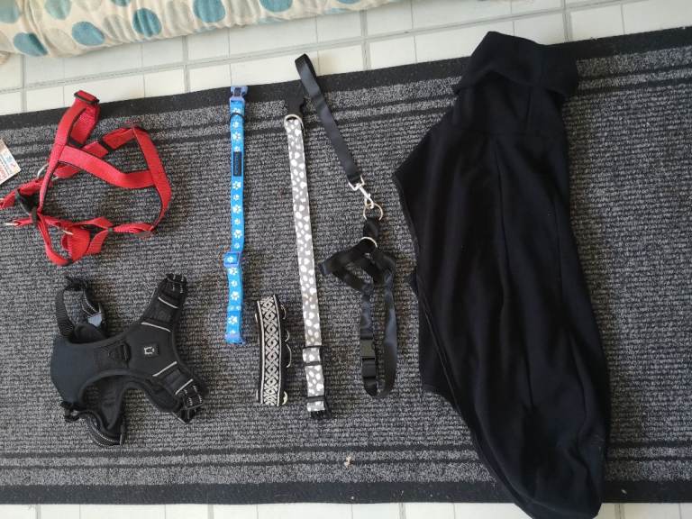 Dog stuff for sale 