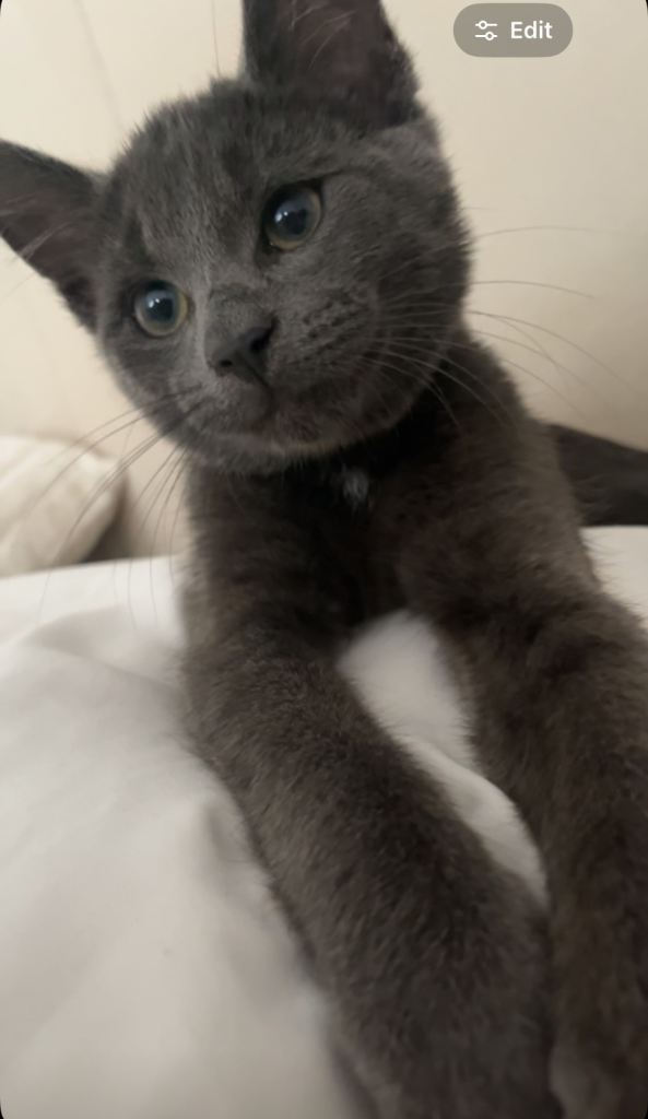 13 week old kitten for sale 