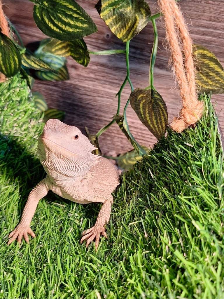 Bearded dragon and vivarium 