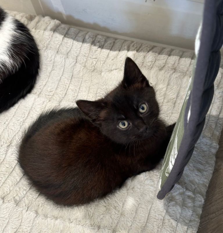 Black Kittens Ready for a Forever Home 🐾