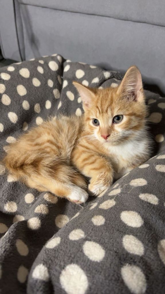 X2 Ginger kittens - Ready to leave!