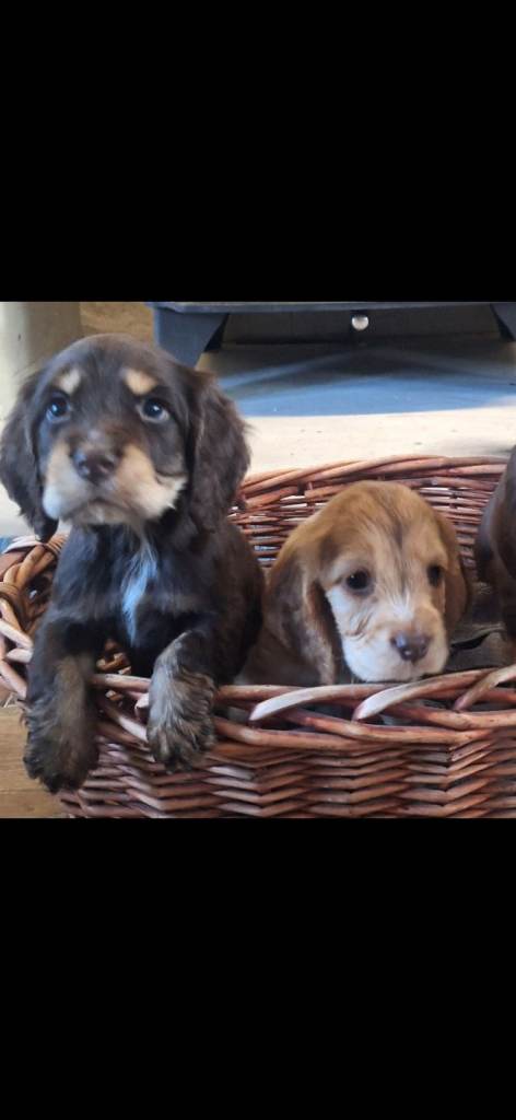 Show cocker spaniel  pups 