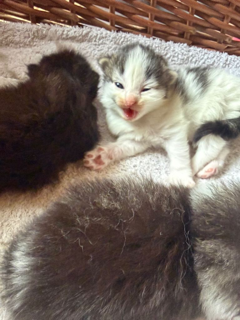 Maine coon/ ragdoll x long haired kittens x 5 