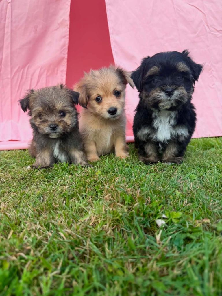 Norfolk Terrier X Norwich Terrier 