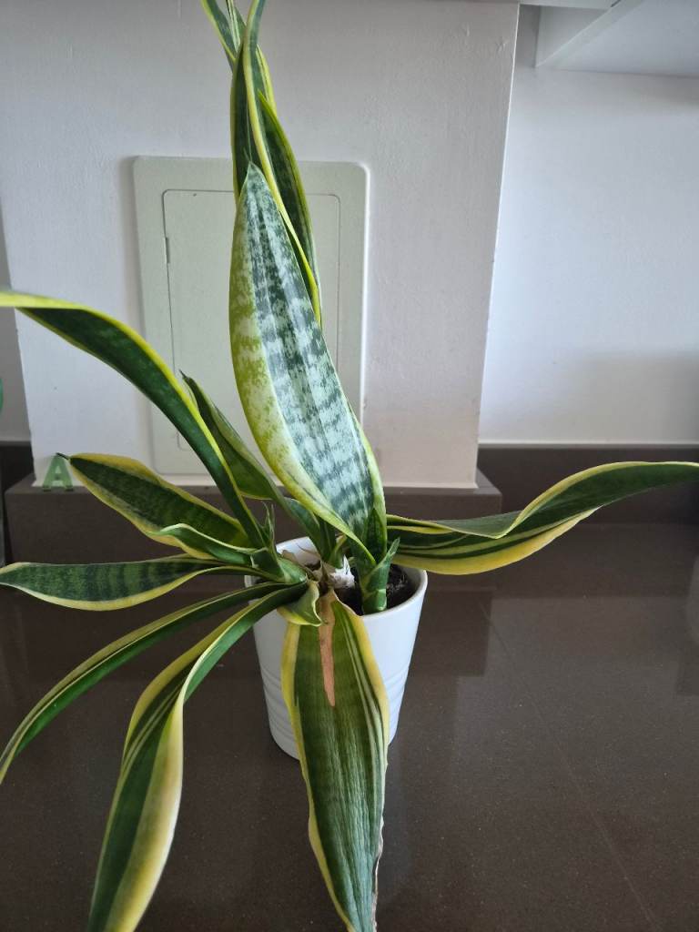 Large snake plant