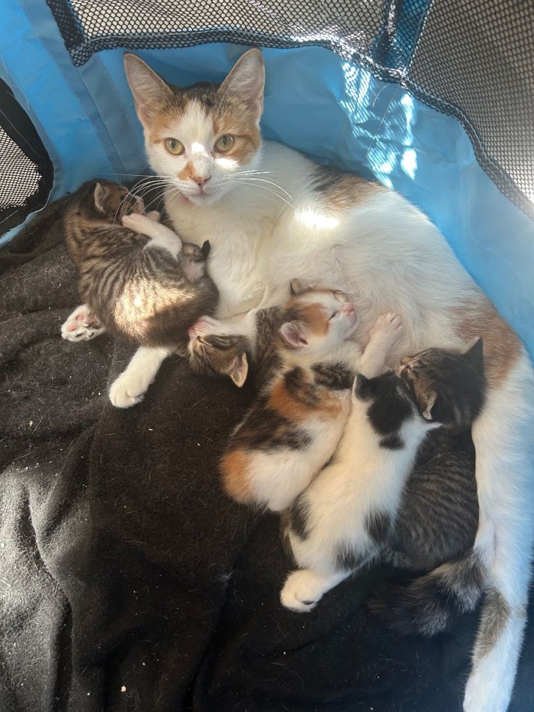 kittens for sale 