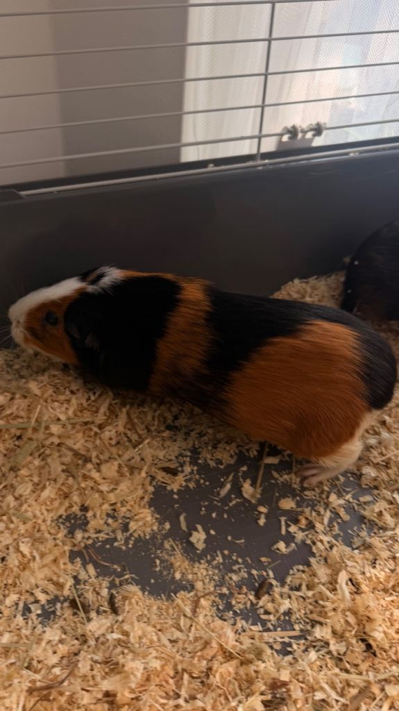 2 Friendly Guinea Pigs Looking for a New Home