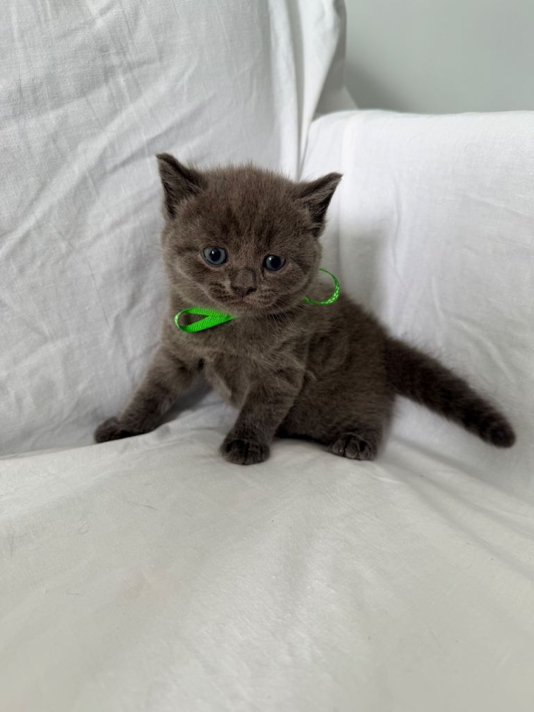 British shorthire , just two more boys