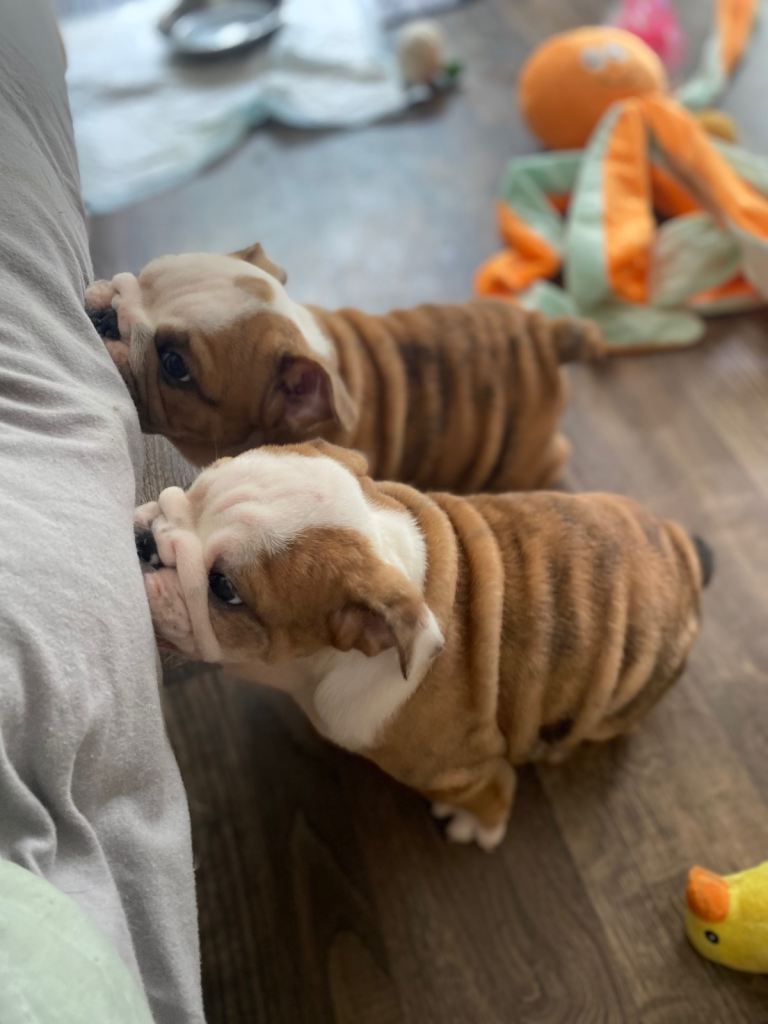URGENT ‼️ brindle red brittish bulldog pup