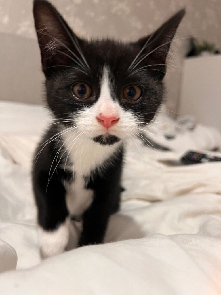 🐾 Gorgeous Kittens Ready for Loving Homes 🐾