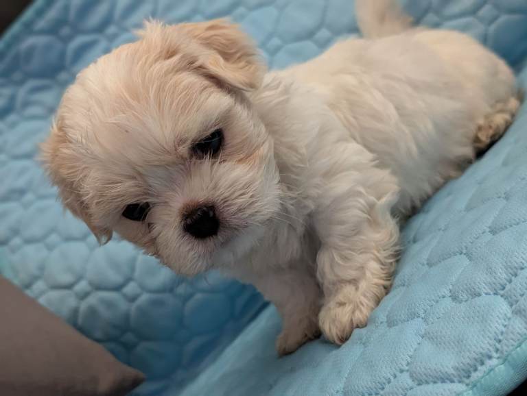Lhasa Apso pups