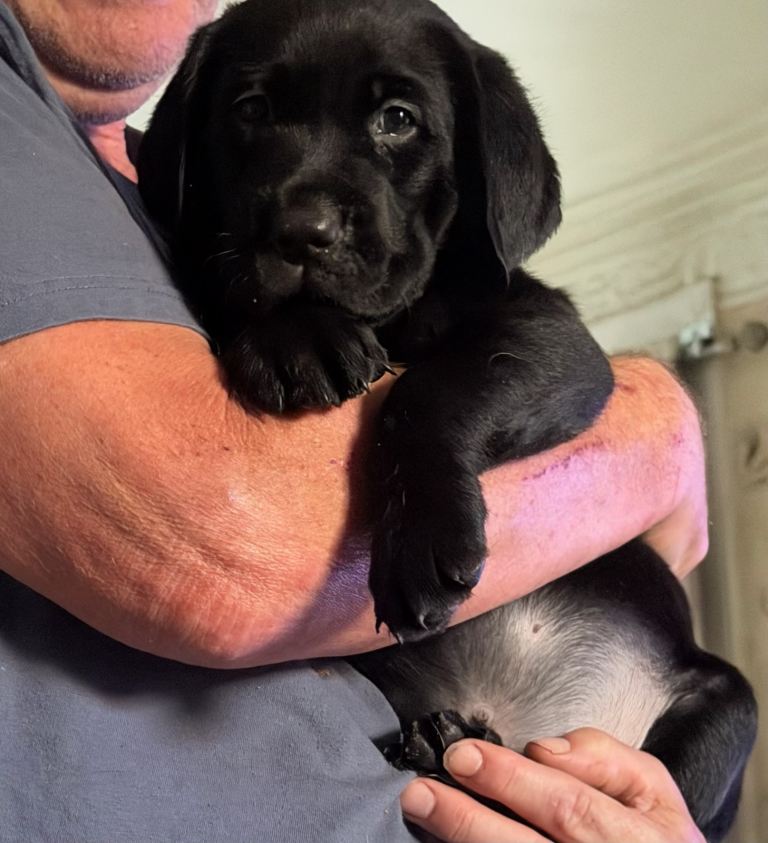 Beautiful Pedigree Labrador pups
