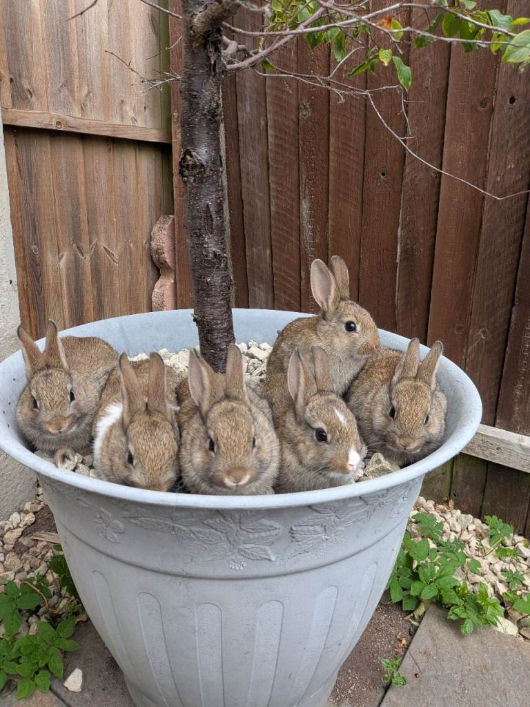 Baby Netherland dwarf x Mini Rex rabbits 