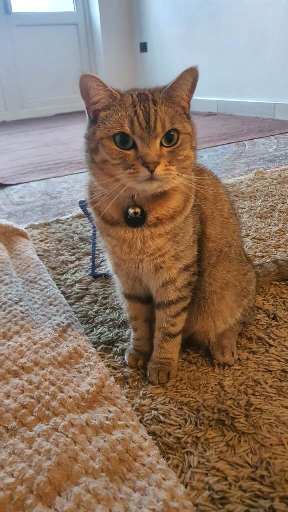 Persian/short hair mix breed