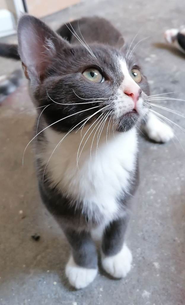 🐾 Beautiful Female Kitten Looking for a Loving Home – Asal 🐾