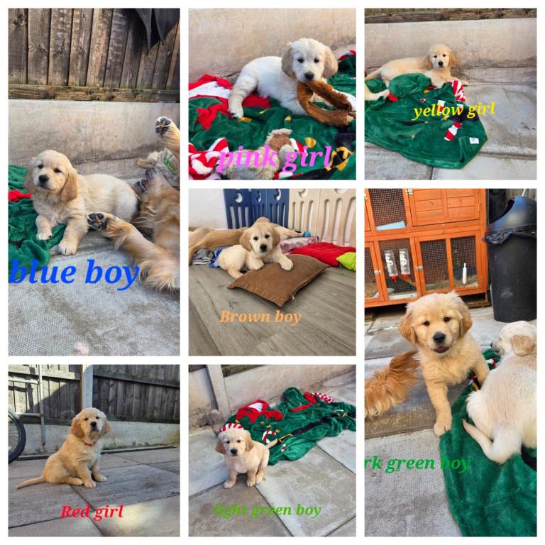 Lovely Golden Retriever puppies 