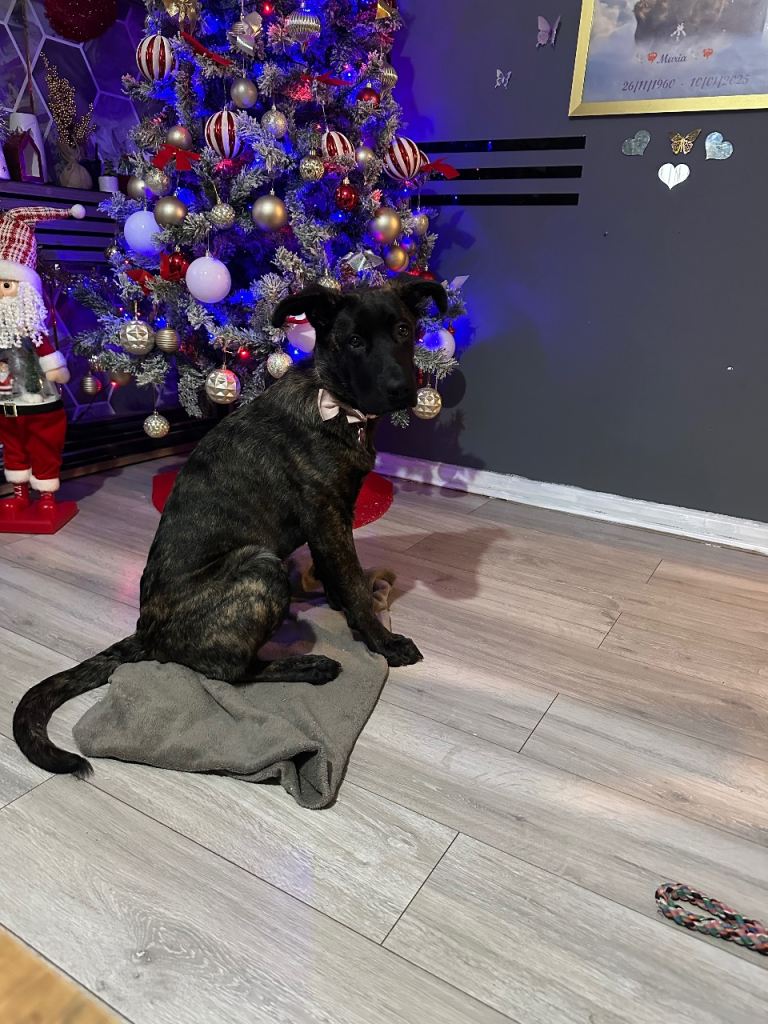 German sheep x cane corso