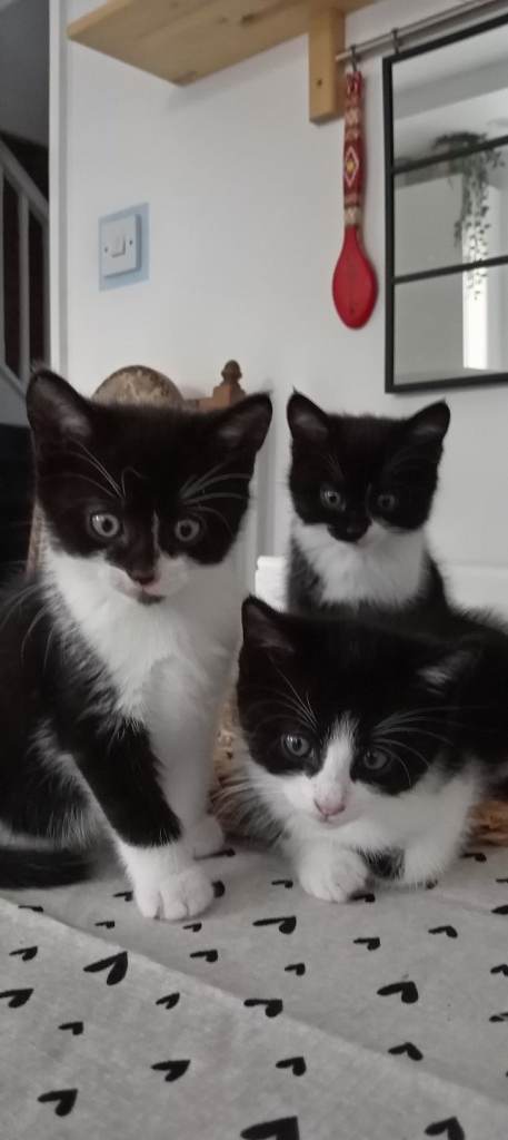 Kittens looking for new loving home