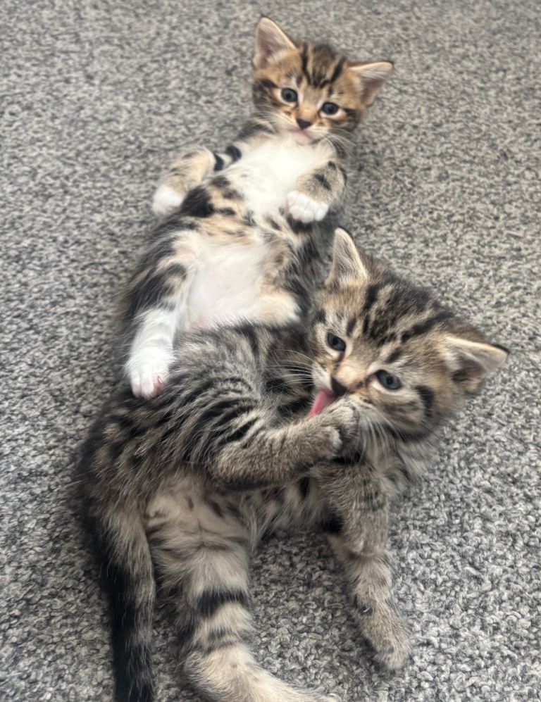 Kittens for sale 