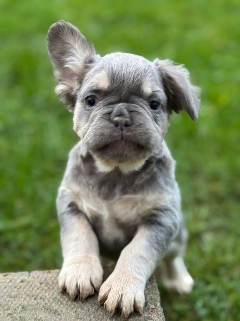 Fluffy French bulldog 